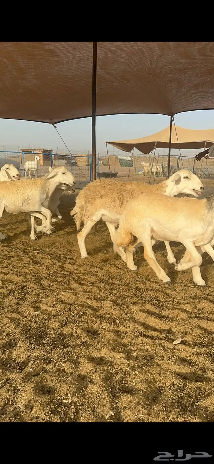 غنم حرية رخال صنف الصنف 32 4