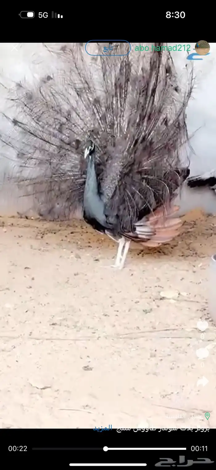 برونز بلاك شولدر طاووس منتج 0