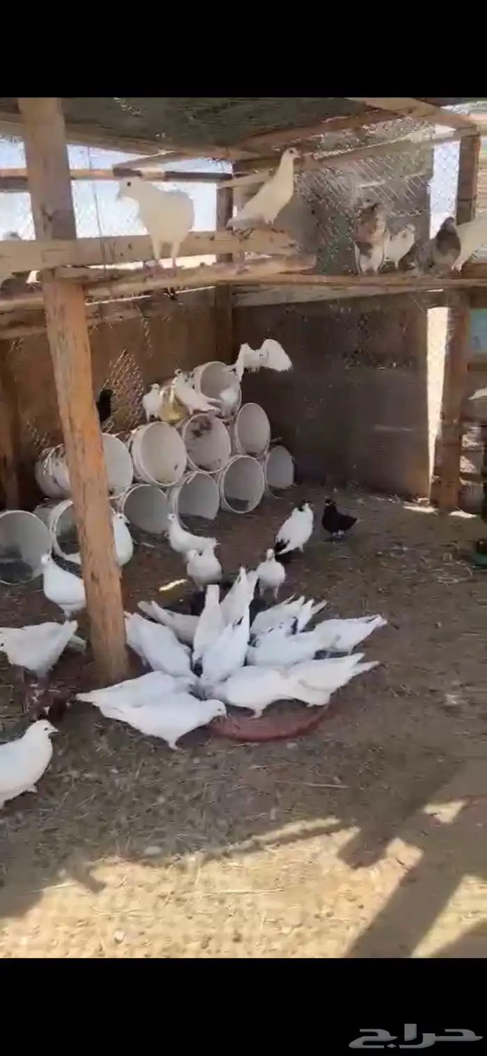 جده حى الفضيلة حمام فرسي 0