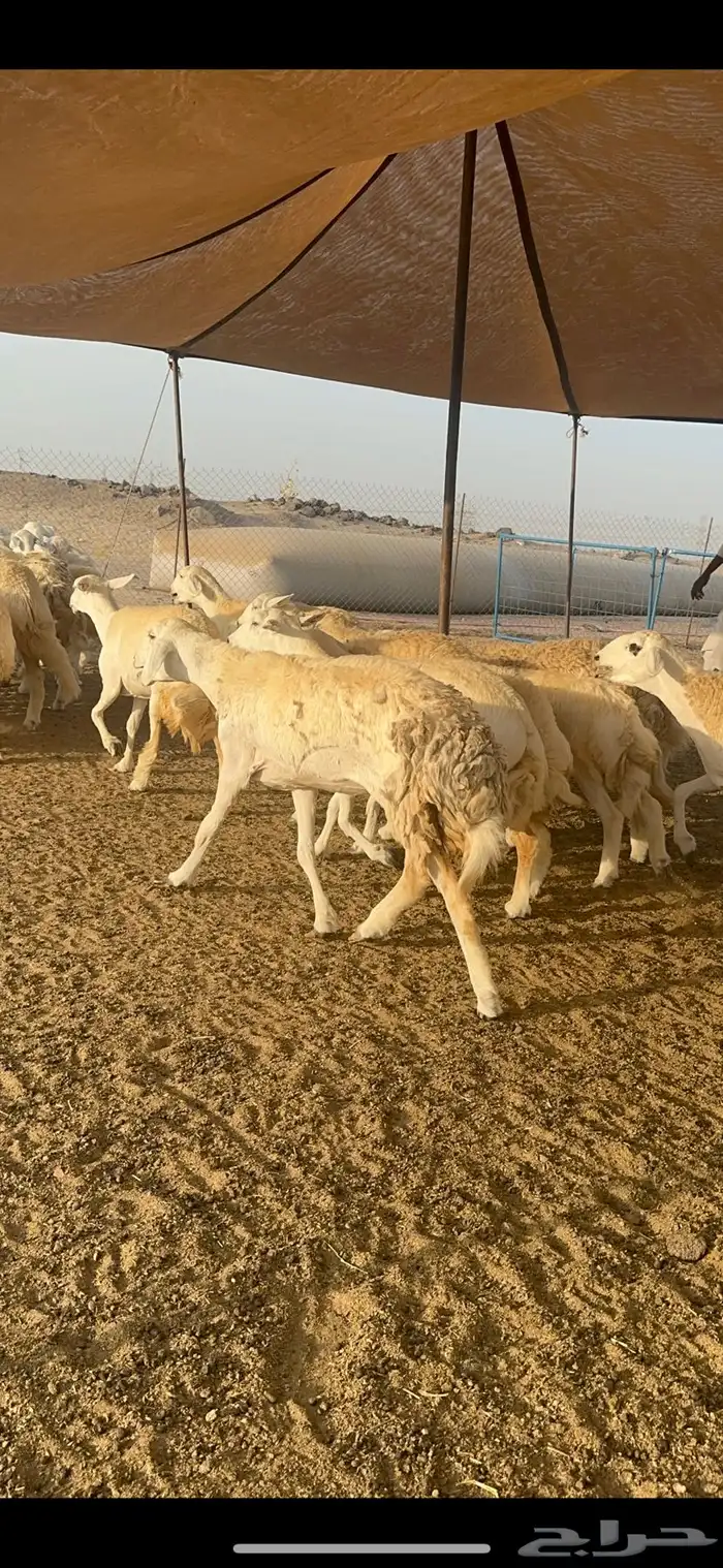 غنم حرية رخال صنف الصنف 32 17