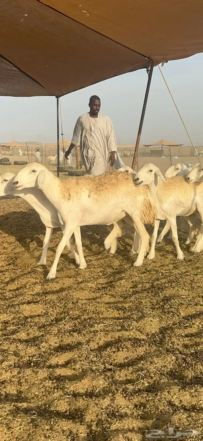 غنم حرية رخال صنف الصنف 32 3