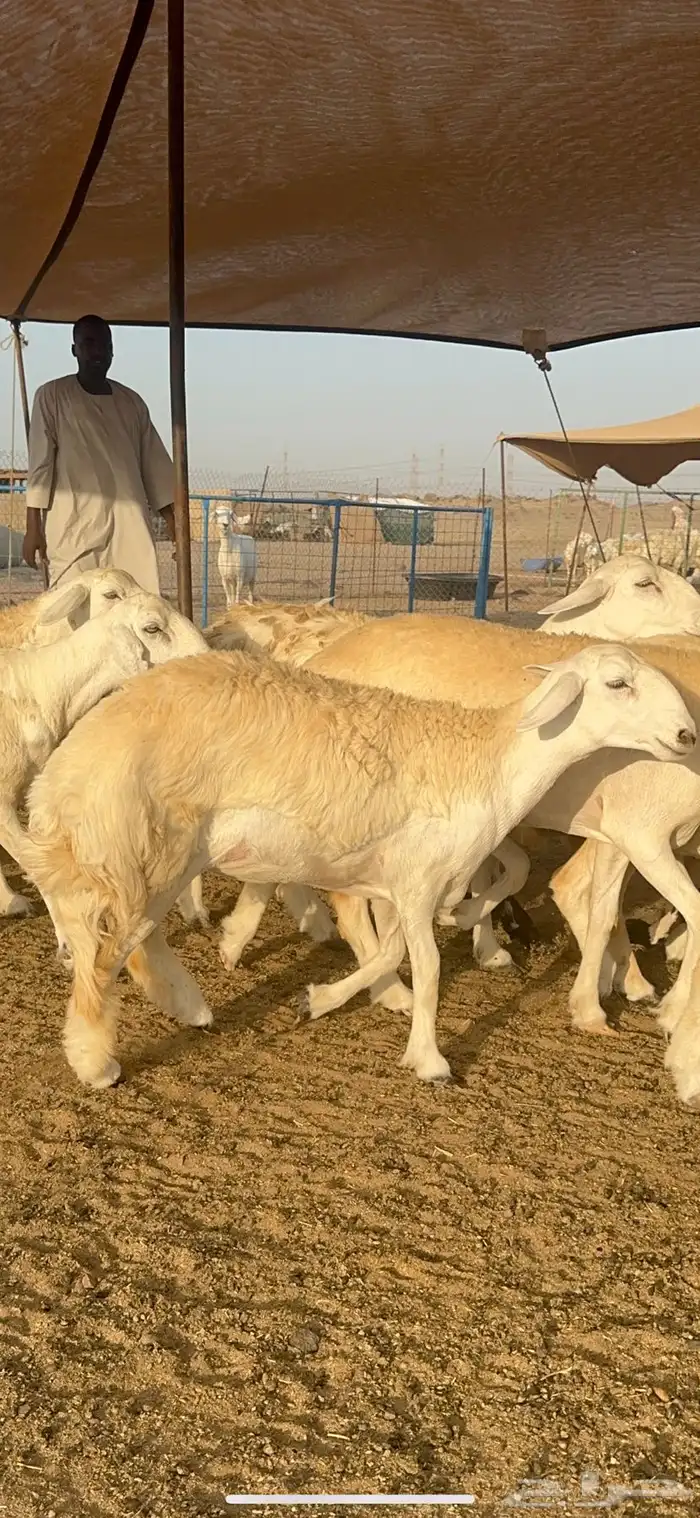 غنم حرية رخال صنف الصنف 32 11