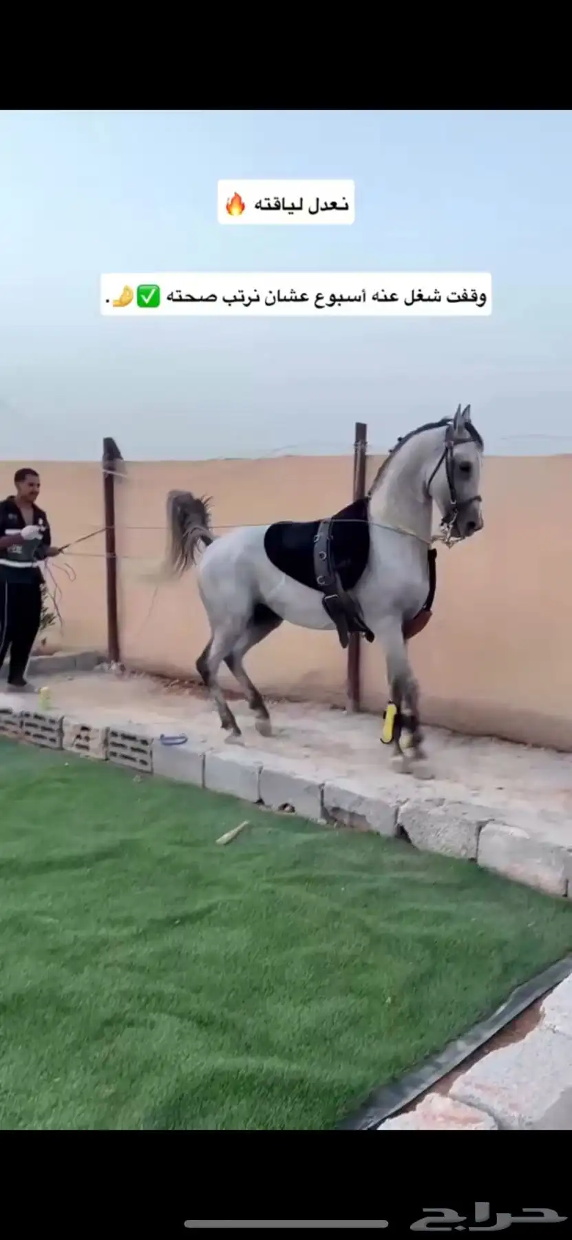 إيواء خيل مفرق رماح 0