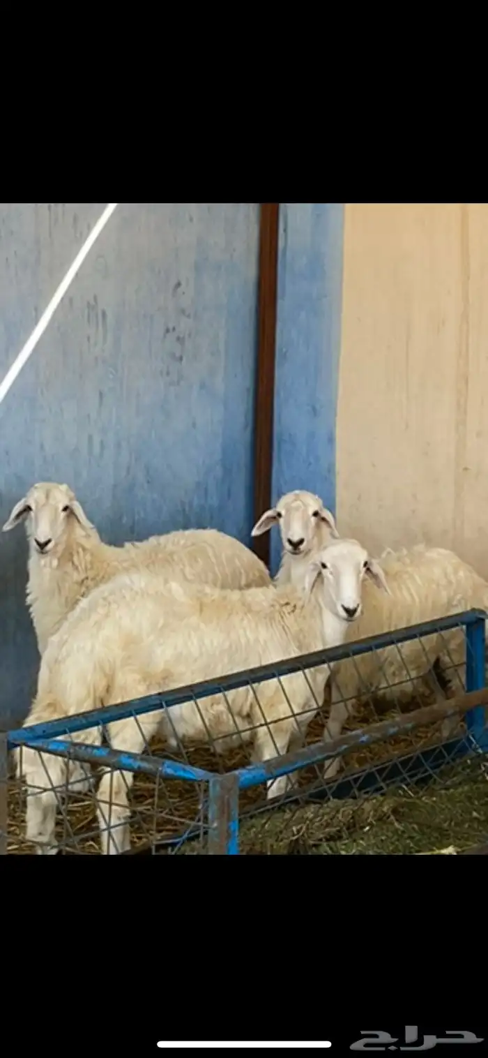 مطلوب غنم حريات دفيع 0