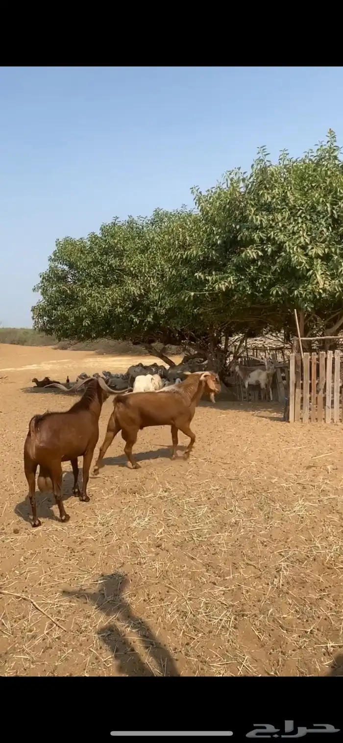 فحول دهم واحد بلدي واحد مهجن 2