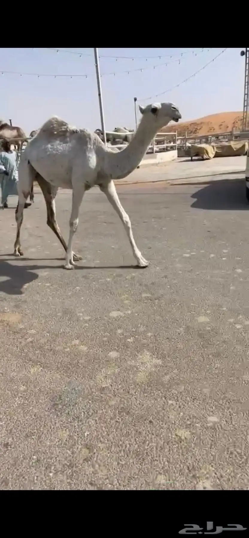 حيسونيه عمره6 شهور 2