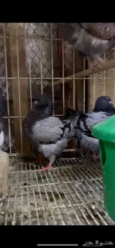 طبات كنق ومودينا 10