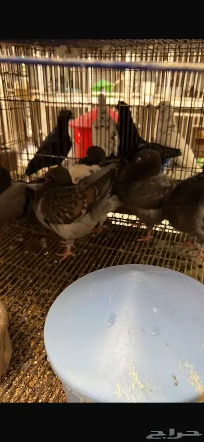 طبات كنق ومودينا 6