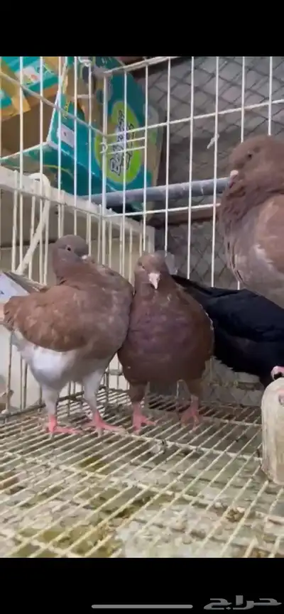 طبات كنق ومودينا 4
