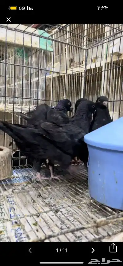 طبات كنق ومودينا 5