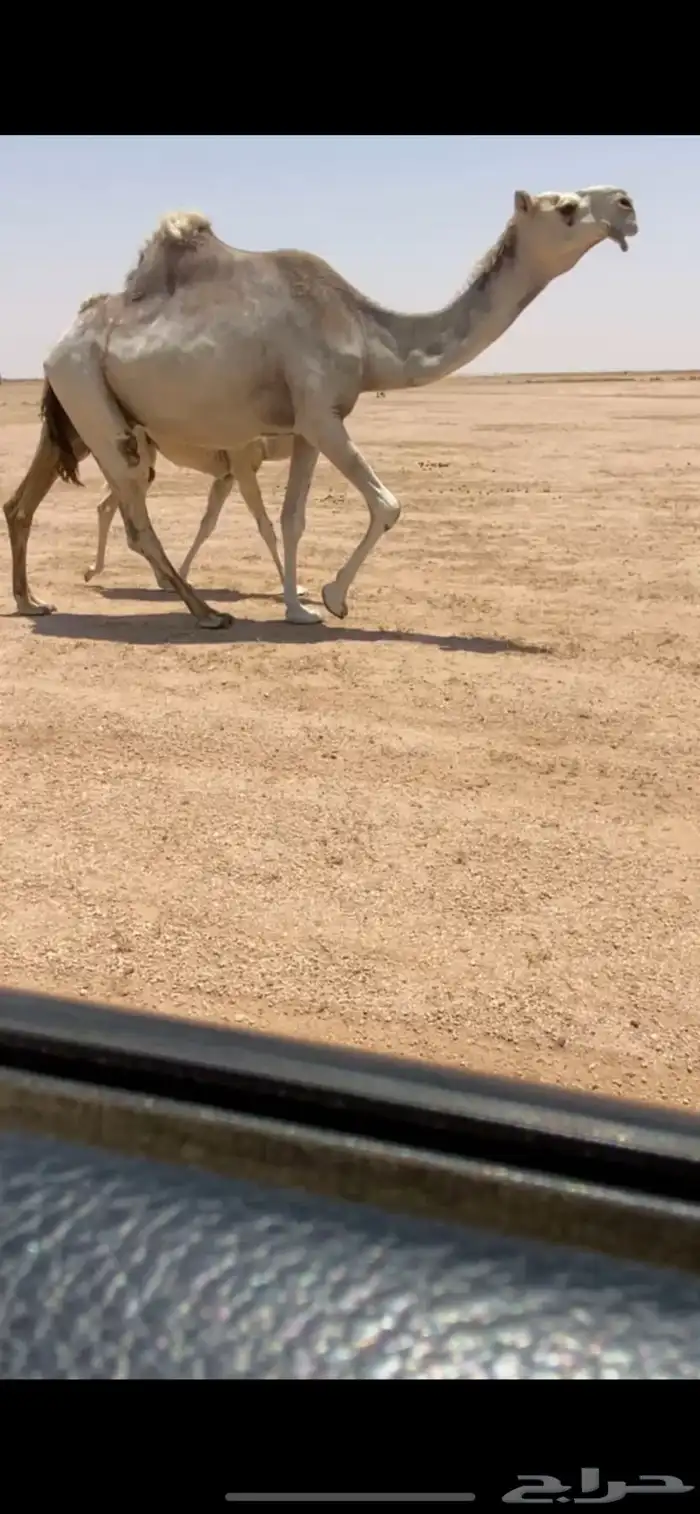 للبيع الخلفه الكفو 0