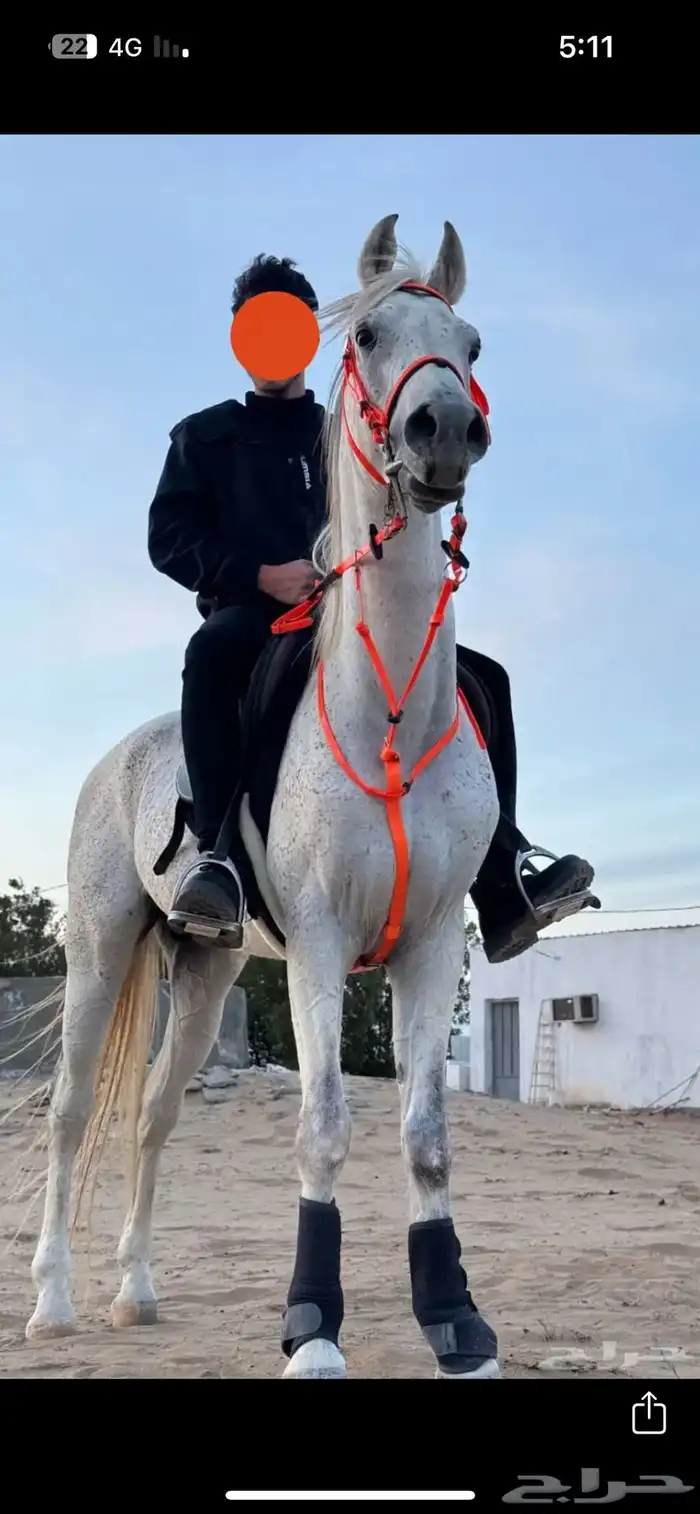 حصان شعبي 0