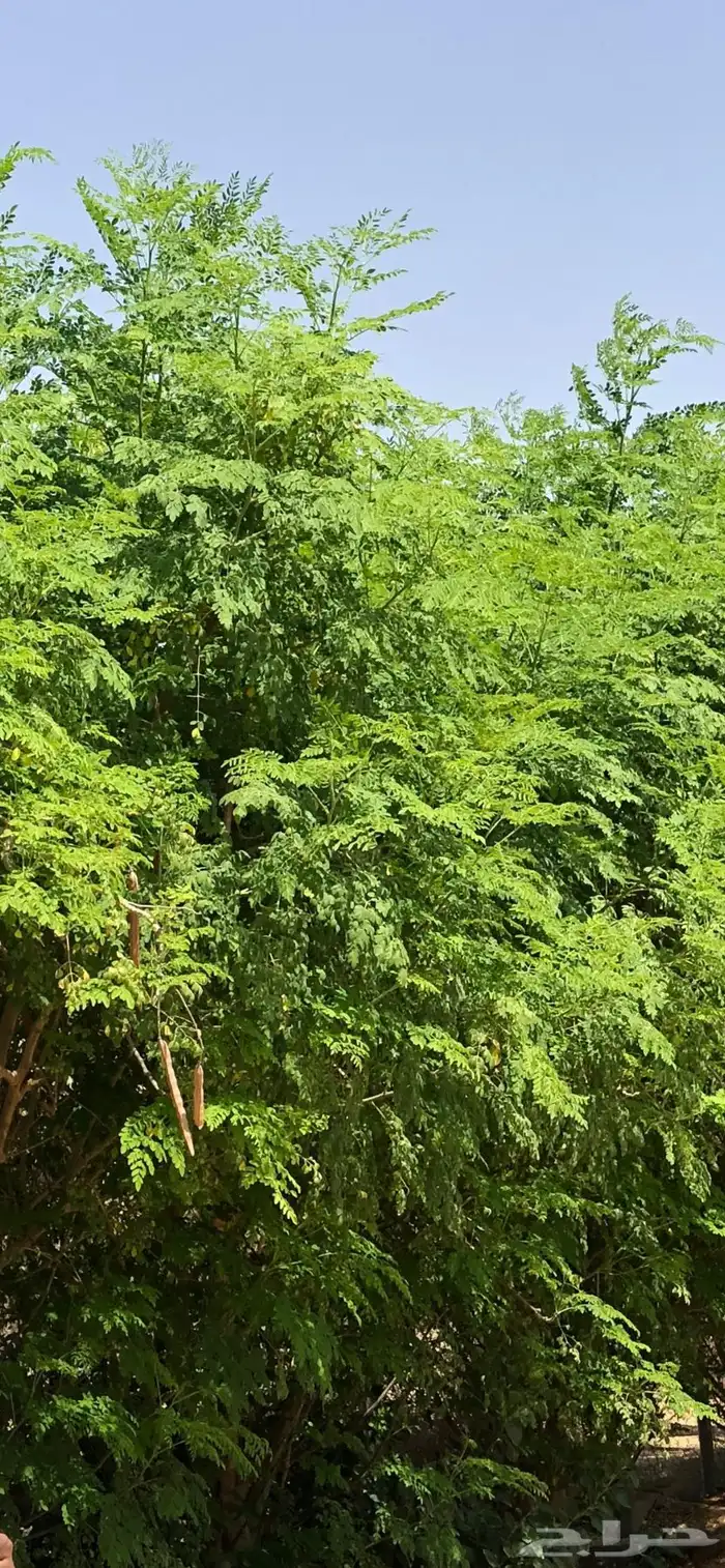 ورق مورنجا 2