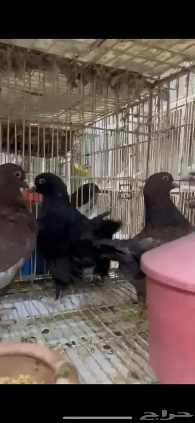 طبات كنق ومودينا 2