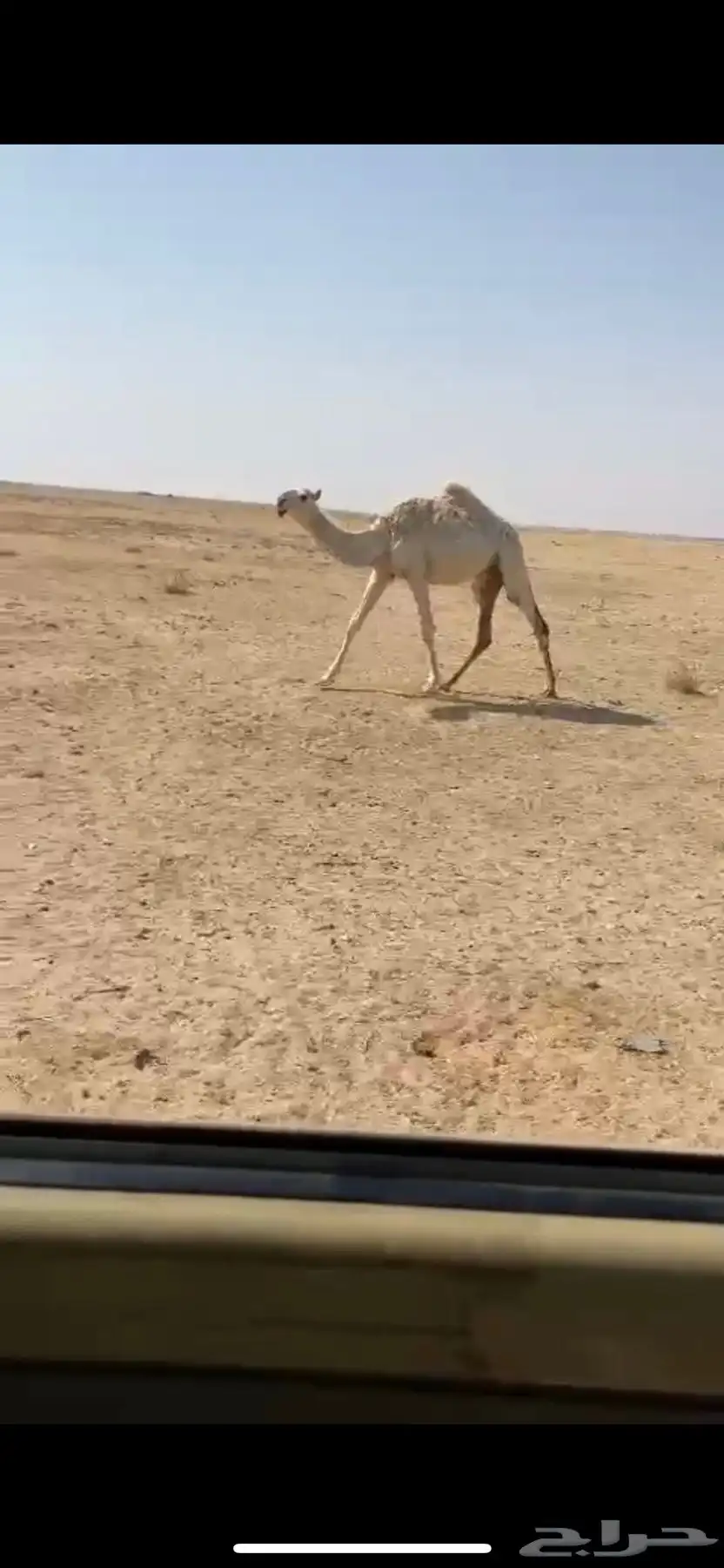 حيسونيه عمره6 شهور 0