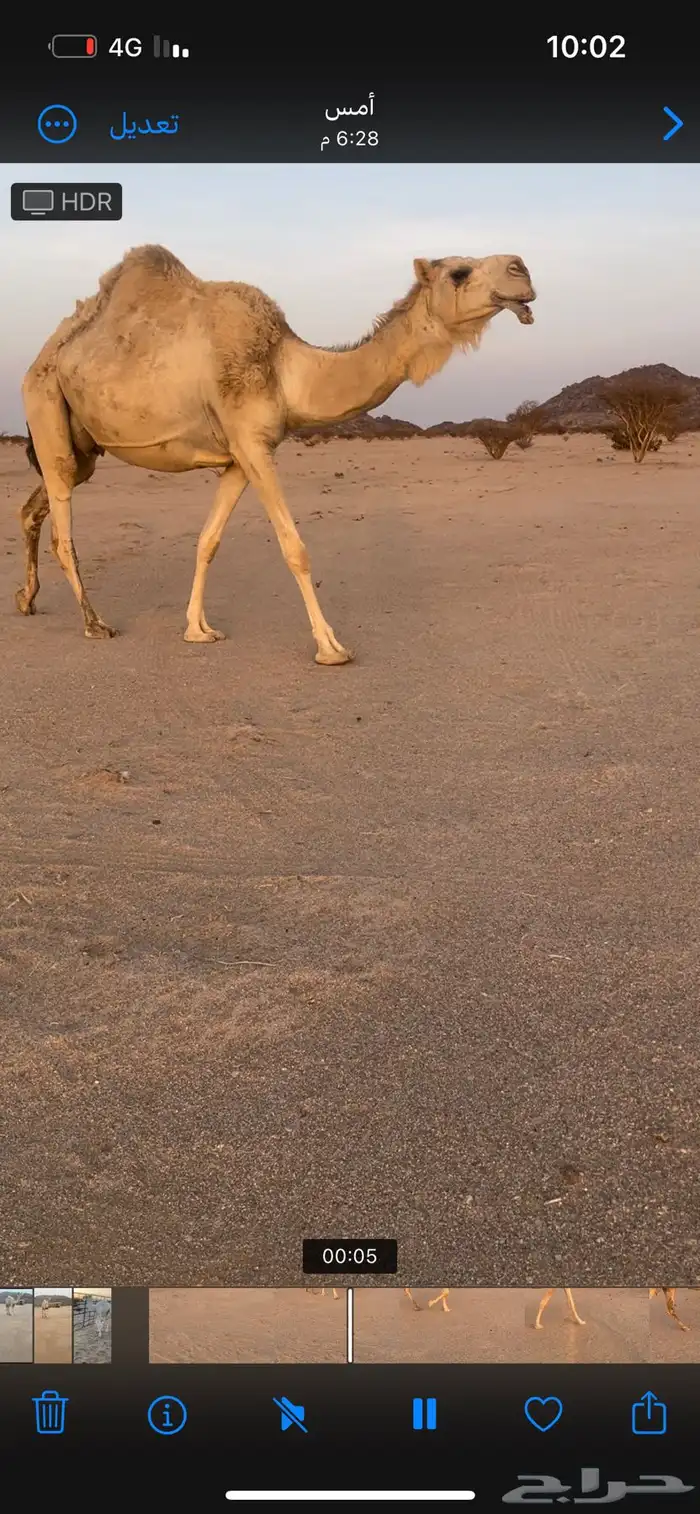 ناقه وضحى خلفه عليها قعود 1