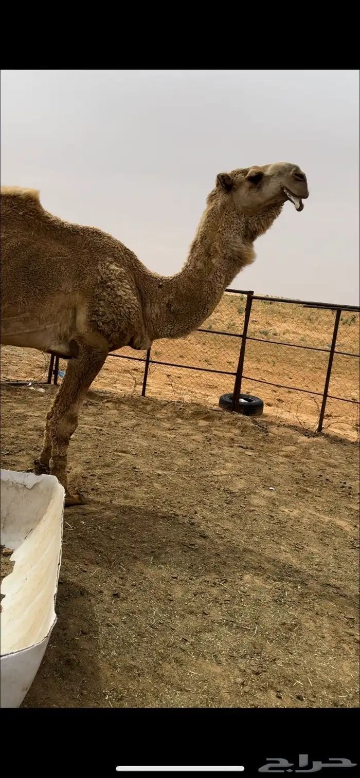 فحل اشعل 1