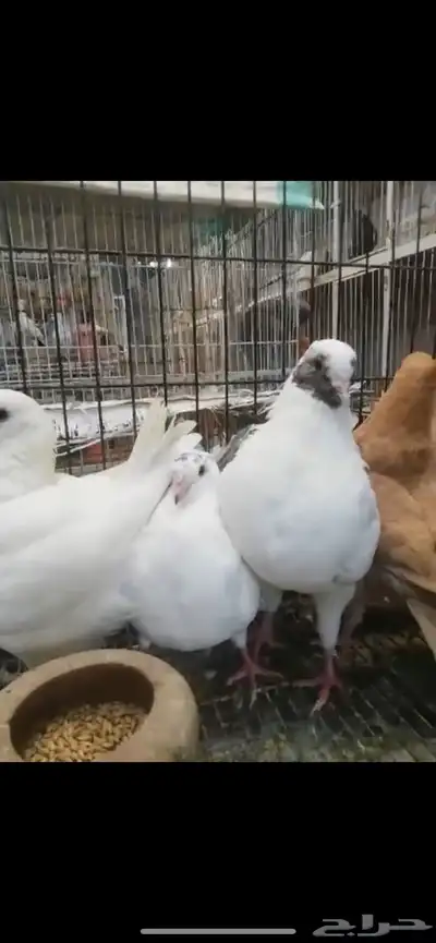 طبات كنق ومودينا 0