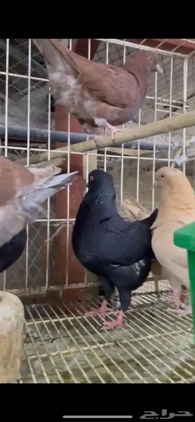 طبات كنق ومودينا 3