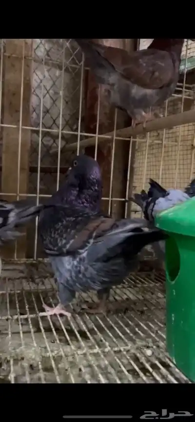 طبات كنق ومودينا 9