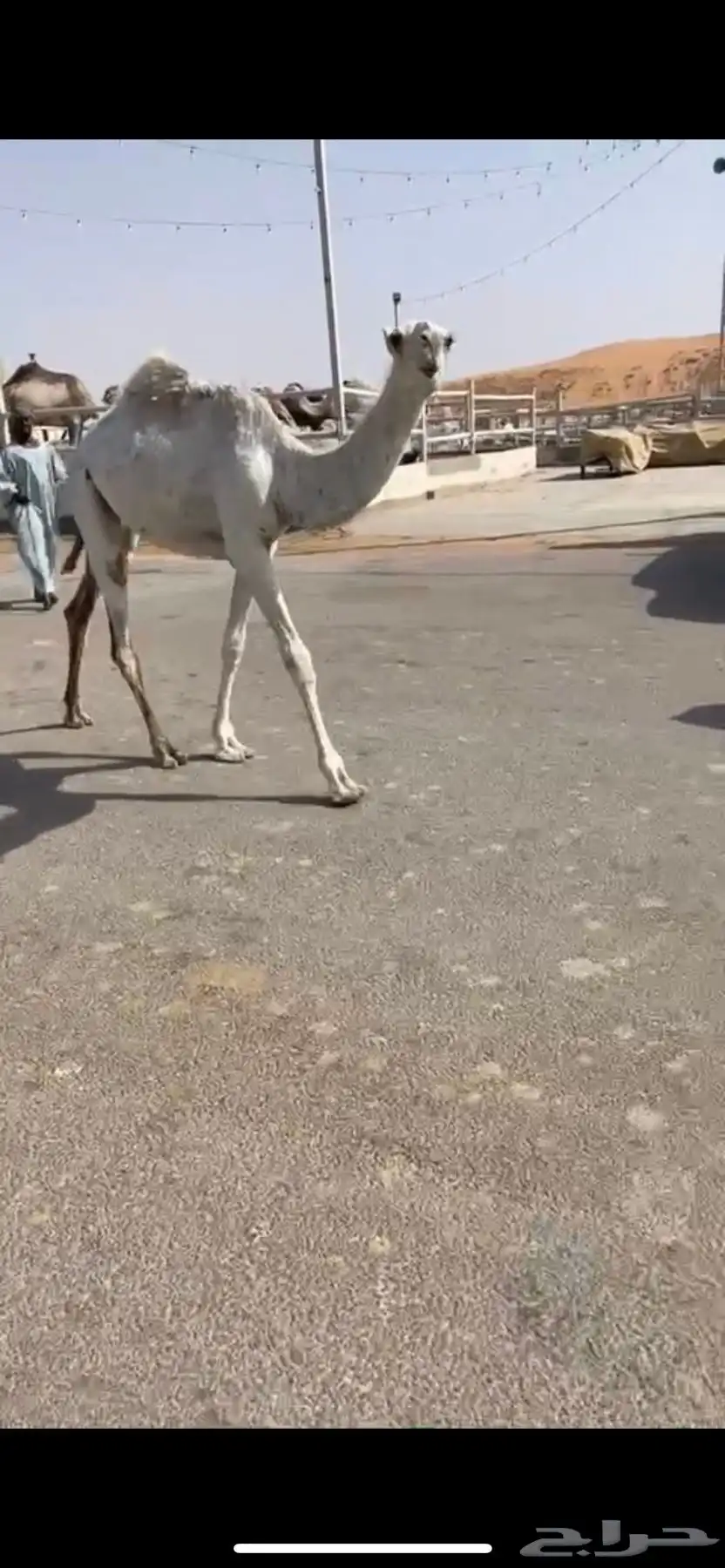 حيسونيه عمره6 شهور 3