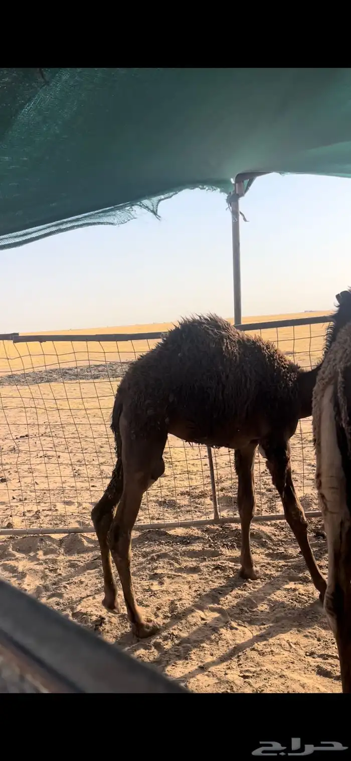 قعود للبيع 1