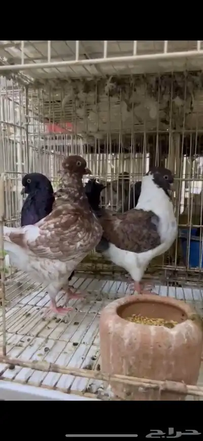 طبات كنق ومودينا 18