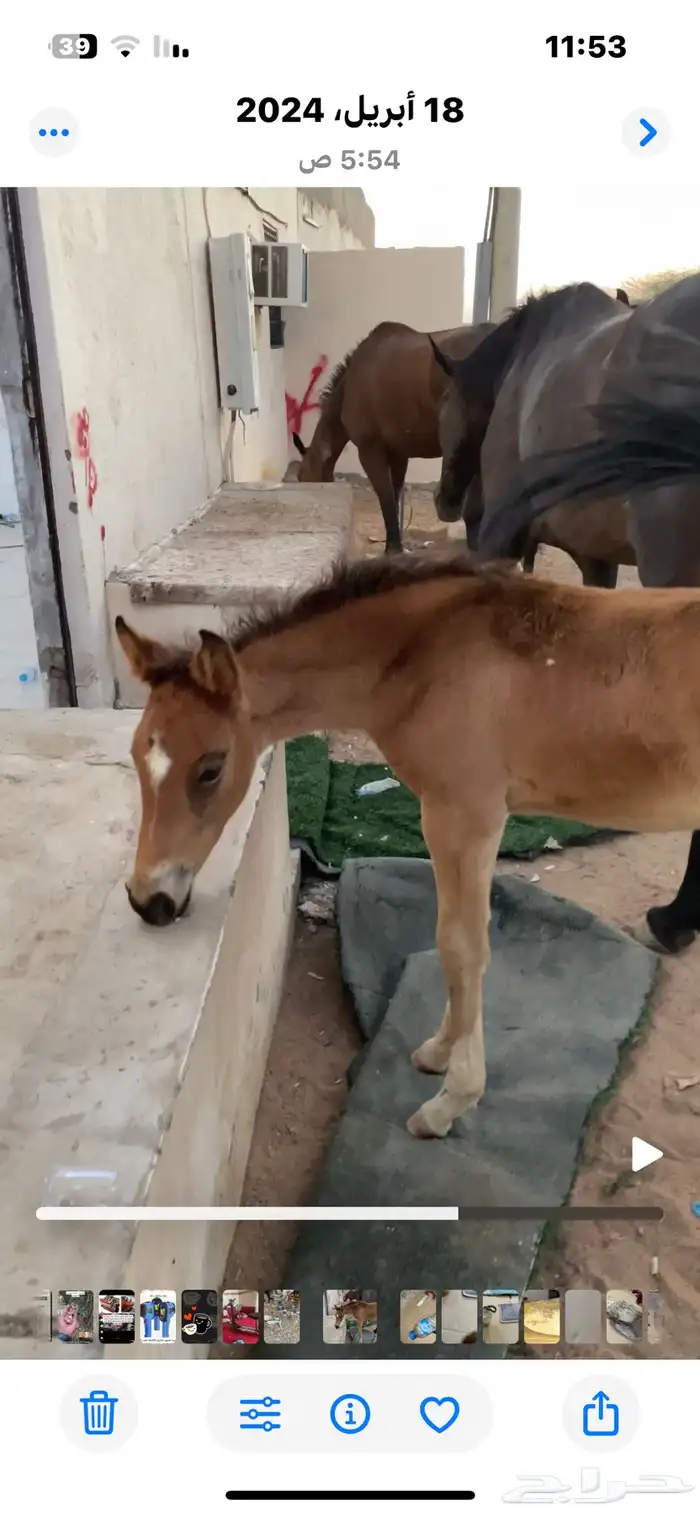 مفقوده في ينبع البحر 2