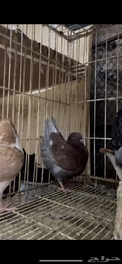 طبات كنق ومودينا 16