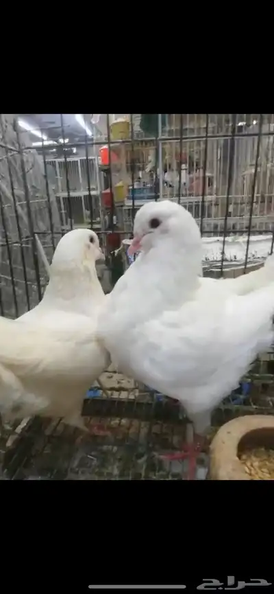 طبات كنق ومودينا 19