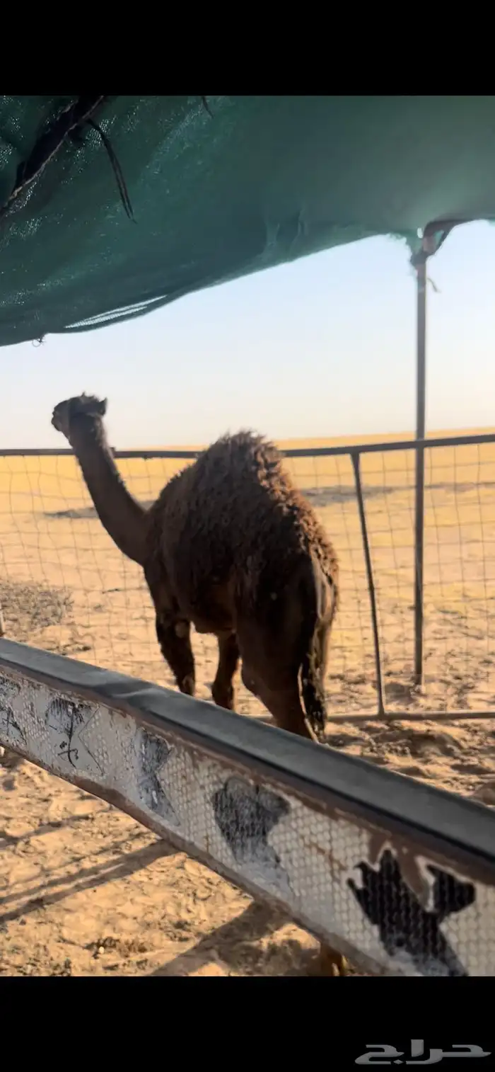 قعود للبيع 0