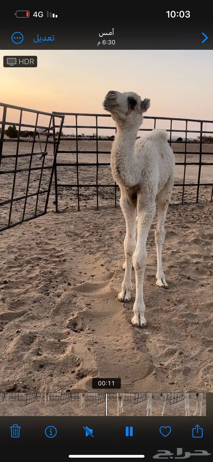 ناقه وضحى خلفه عليها قعود 3