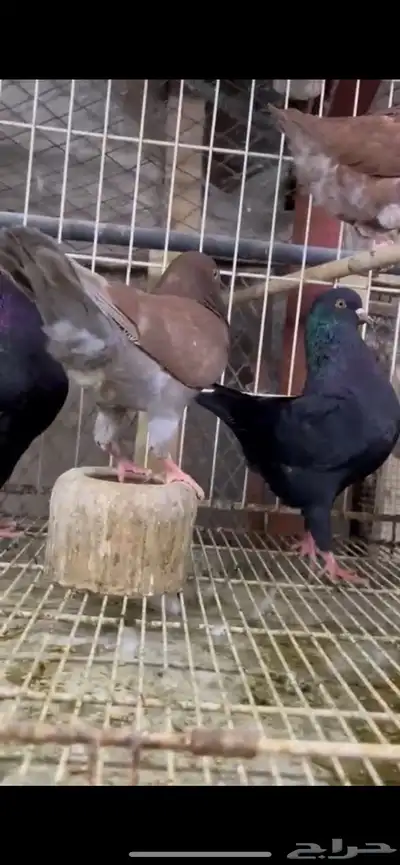 طبات كنق ومودينا 8