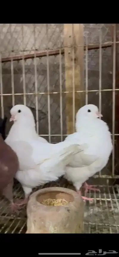 طبات كنق ومودينا 7