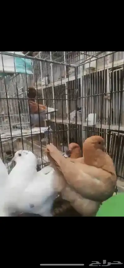 طبات كنق ومودينا 21