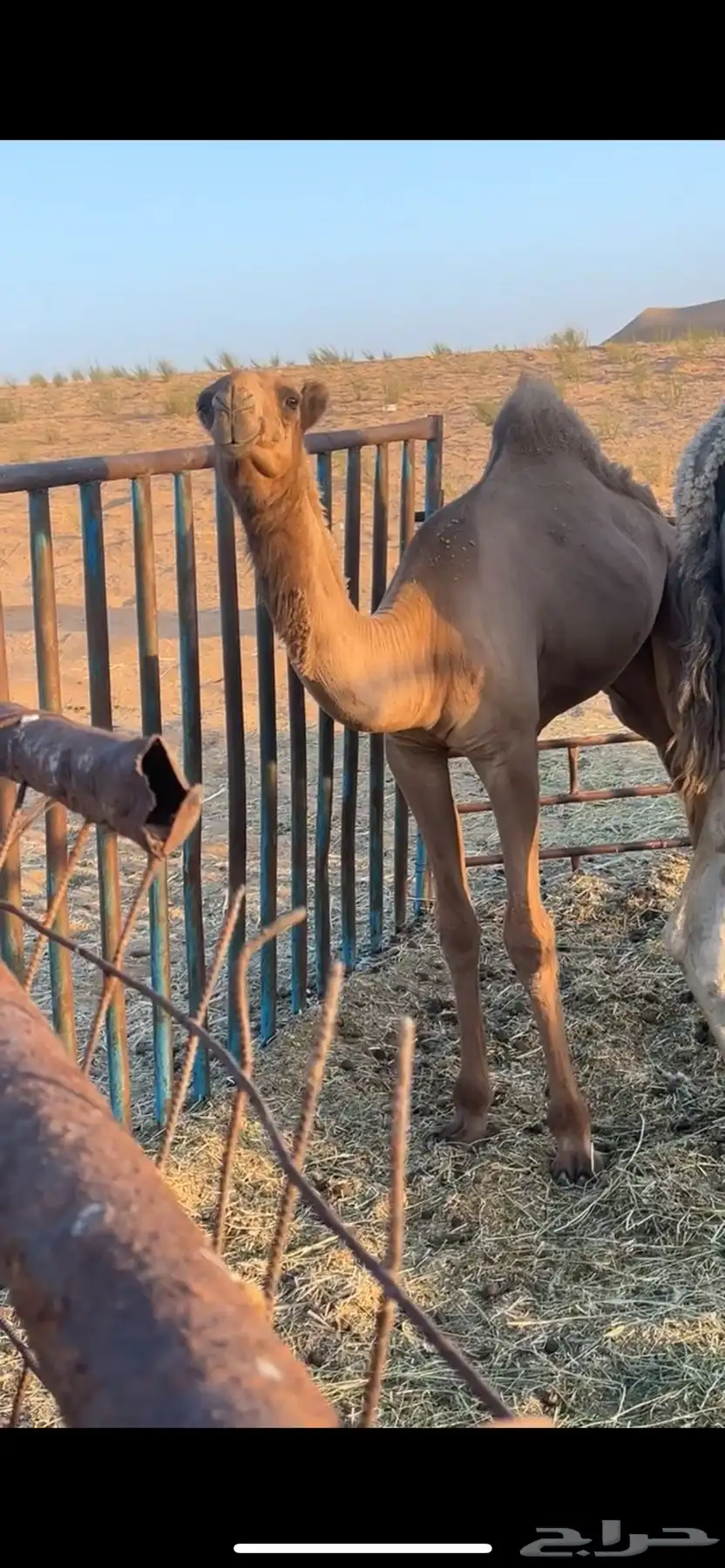 فحل اشعل 2