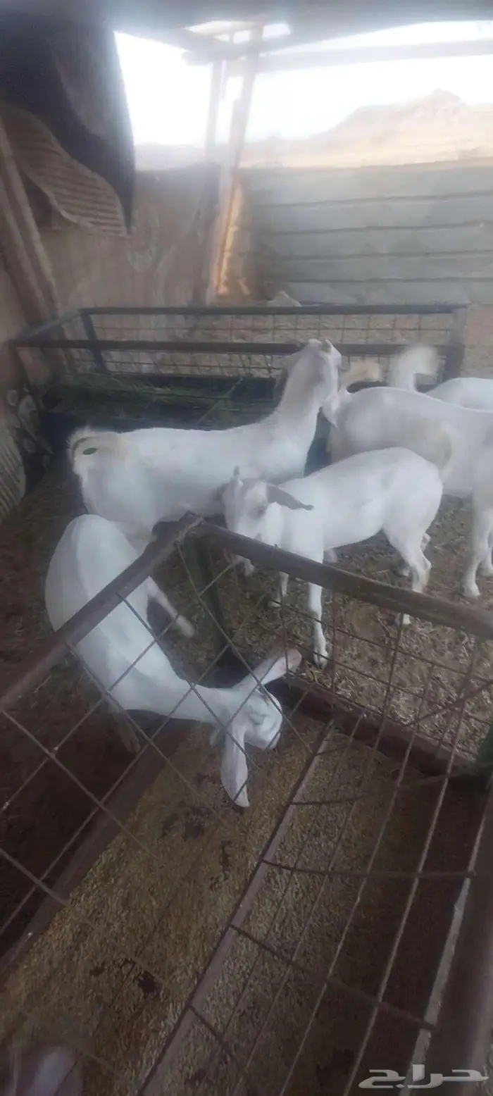 جفرة حجازيه. وجفار بيشيات وتيوس 8