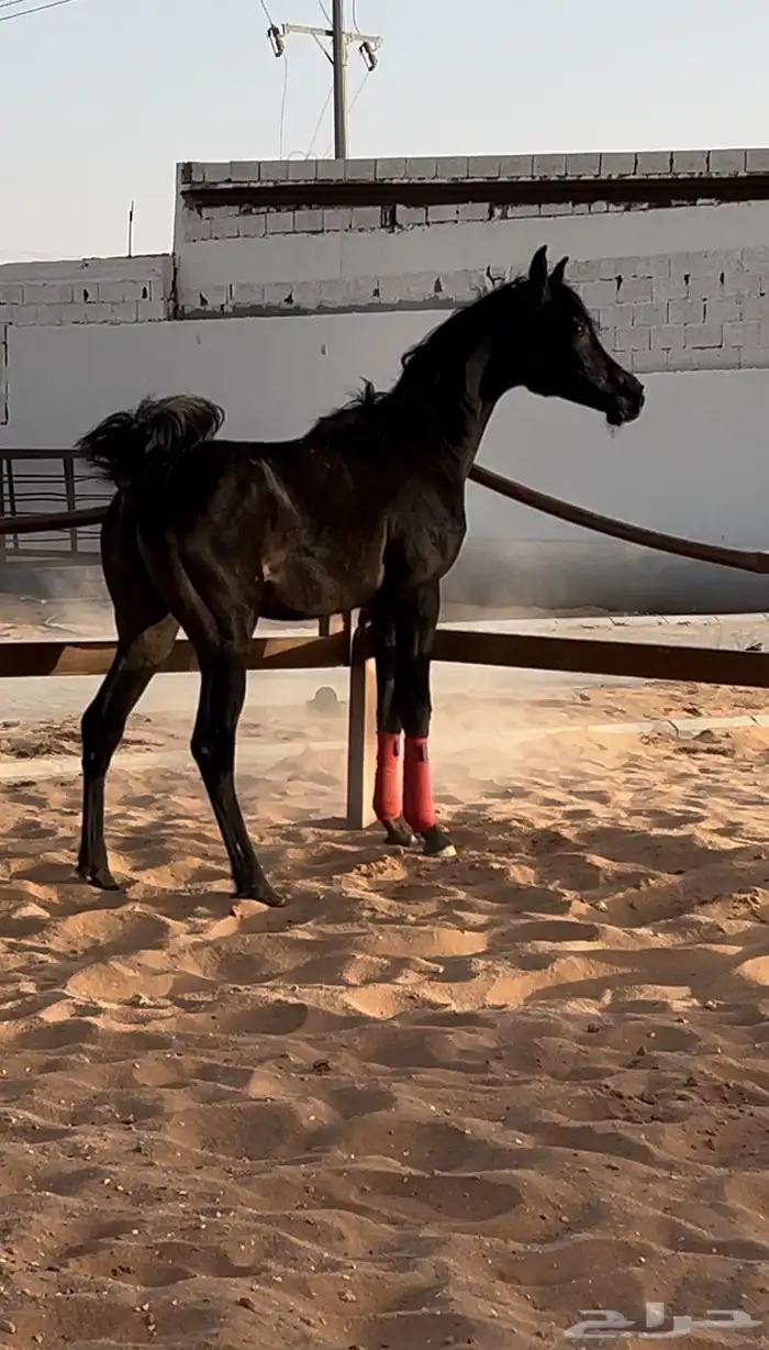 مهره دهماء مكس جمال فاخره 1