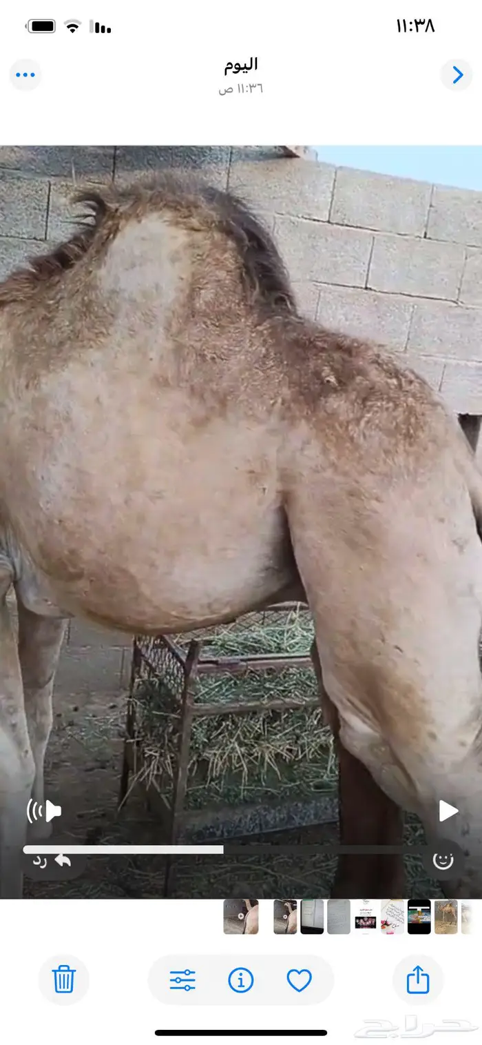 قعود وبكرة للبيع لبانية 2
