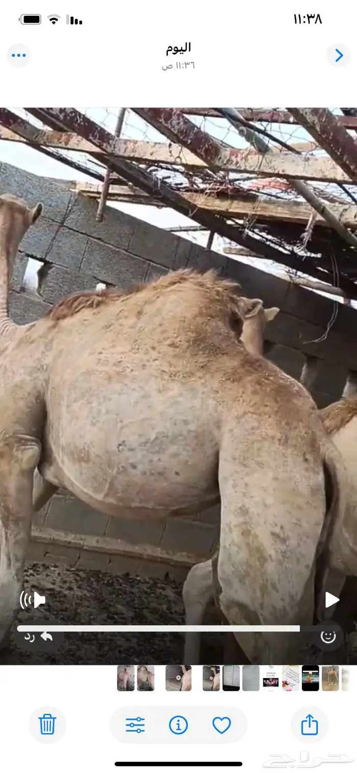 قعود وبكرة للبيع لبانية 1