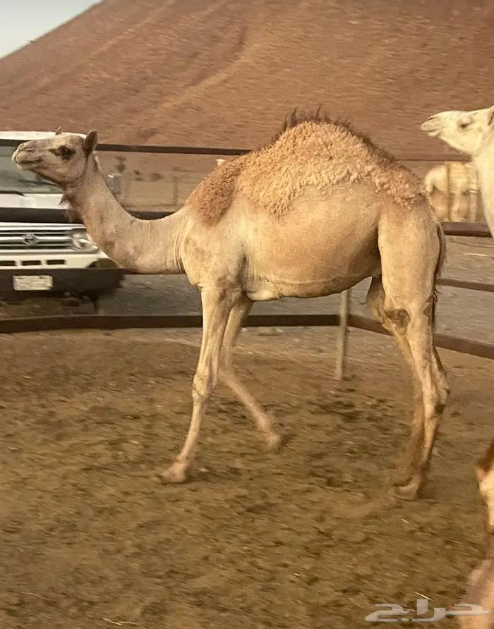 قعود جزر سمين 0