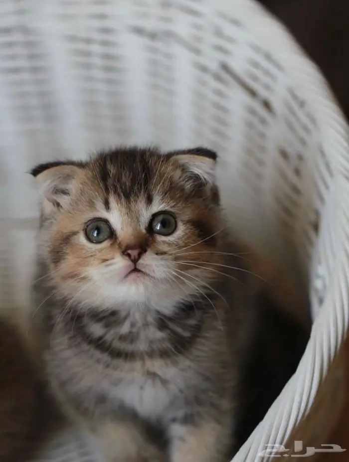 قط سكوتش فولد 0