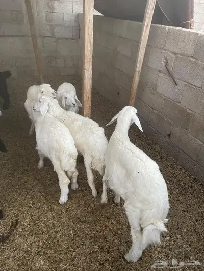 تيوس وخرفان جبره للبيع 3