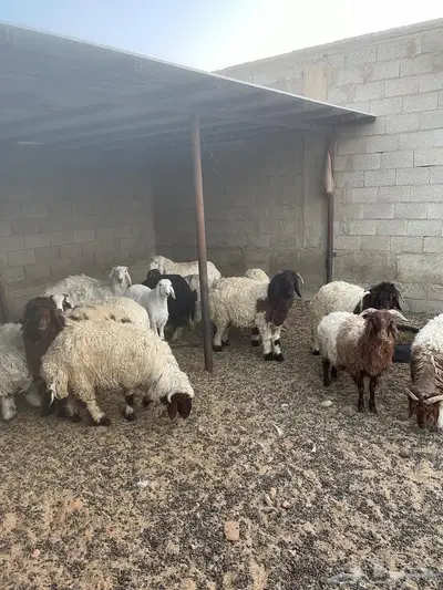 تيوس وخرفان جبره للبيع 0
