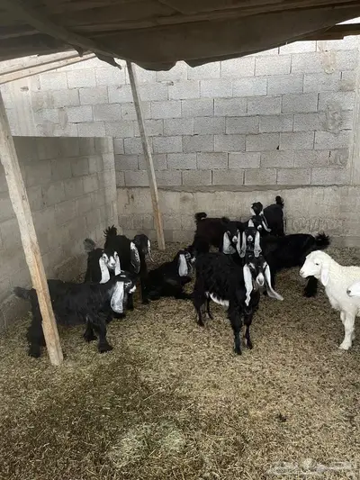 تيوس وخرفان جبره للبيع 4