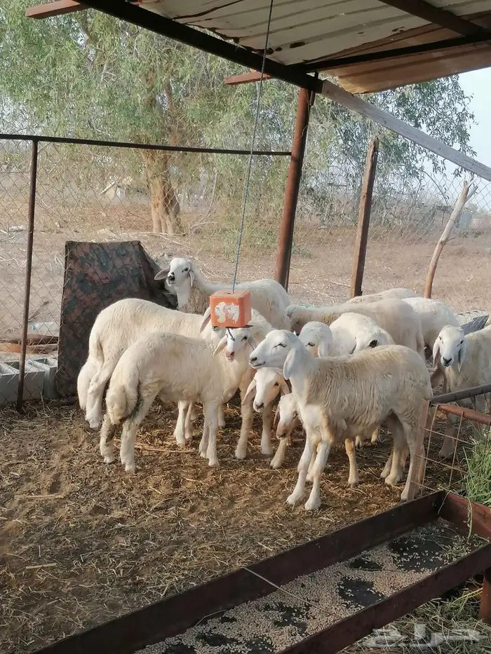 للبيع طليان 3
