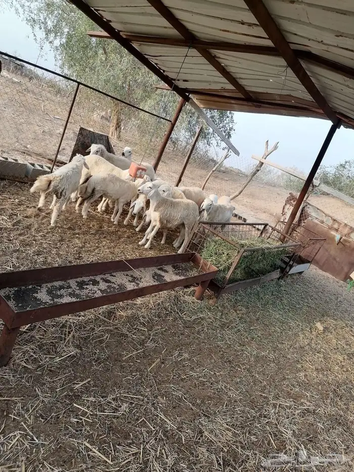 للبيع طليان 0
