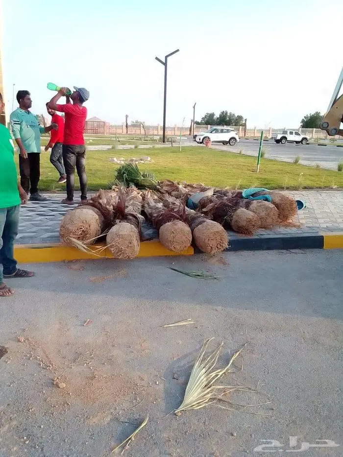 ابو علي لتوريد النخيل 7