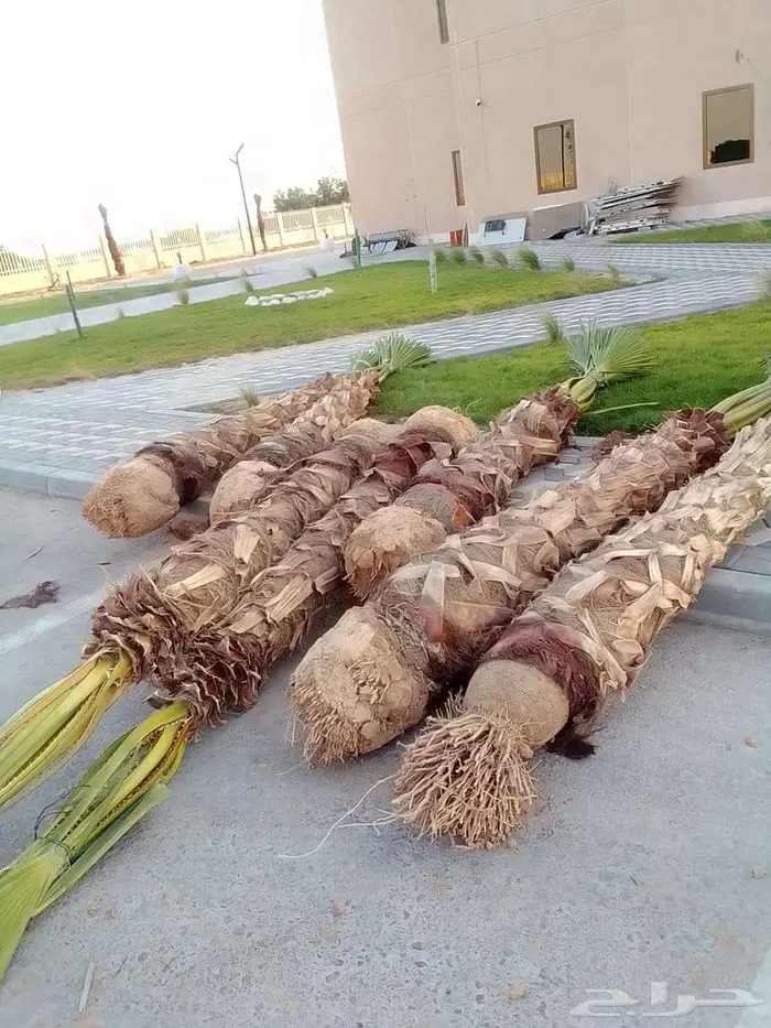 ابو علي لتوريد النخيل 4