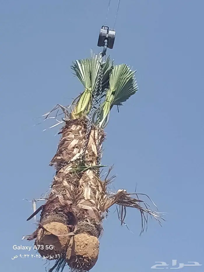 ابو علي لتوريد النخيل 5